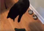 Die besten Katzen-Videos -- fliegende Katze in der Zeitlupe