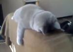 Die besten Katzen-Videos -- müde Katze