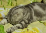 Die besten Katzen-Videos -- unendlich müdes Kätzchen