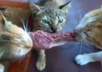 Die besten Katzen-Videos -- Katzen und Fleisch