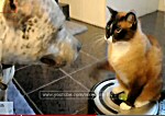 Die besten Katzen-Videos -- Katze auf dem Staubsauger