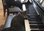 Die besten Katzen-Videos -- Katze spiel Jazz
