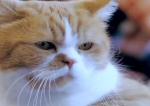 Die besten Katzen-Videos -- Freche Taube
